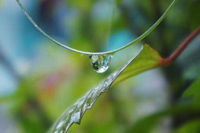 Close-up of raindrops on leaf
