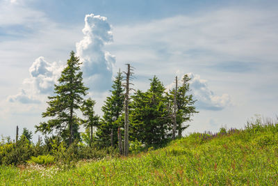 Trees on field against sky