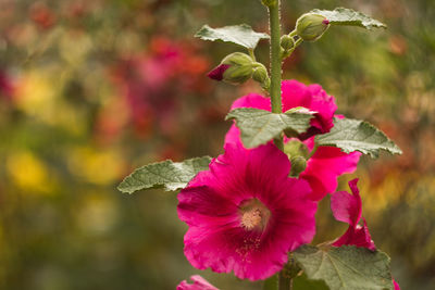 Close-up of pink flowering plant
