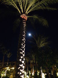 Low angle view of palm trees