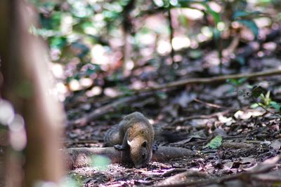 Squirrel in a forest