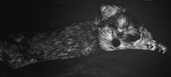 Close-up of dog sleeping on bed