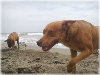 Dog on beach against sky