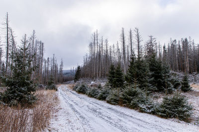 Road amidst trees against sky during winter