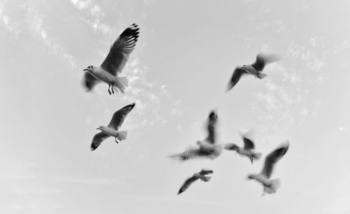 Low angle view of seagulls flying against sky
