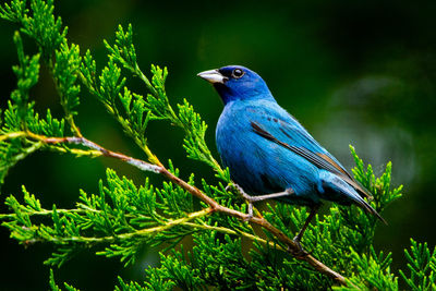 Close-up of male indigo bunting songbird seen from below, perched on a green branch