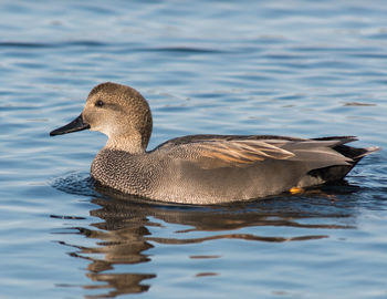 Duck swimming on lake