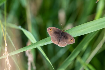 Close-up of butterfly on plant