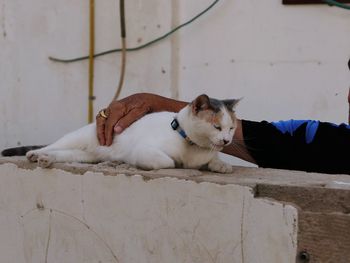 Cropped image of man pampering cat on wall