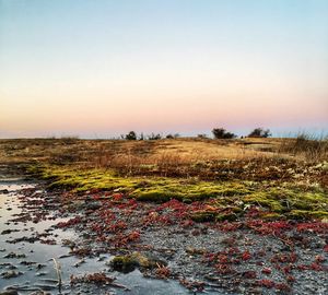 Scenic view of field against clear sky during sunset