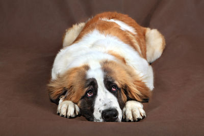 High angle view of dog resting