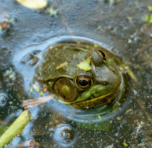 Close-up of frog in lake