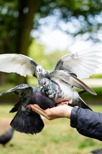 Pigeons eating nuts from hand