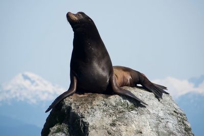 Low angle view of bird on rock against sky