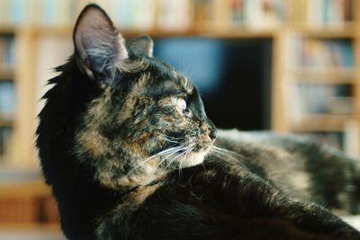 Close-up of cat relaxing indoors