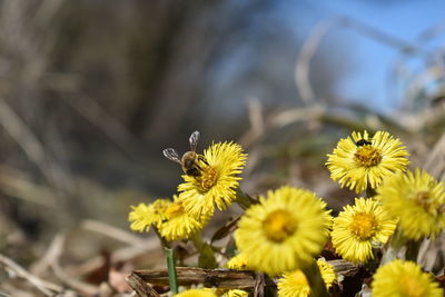 Close-up of insect on yellow flower