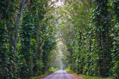 Road amidst trees in forest, tree tunnel, kauai, hawaii