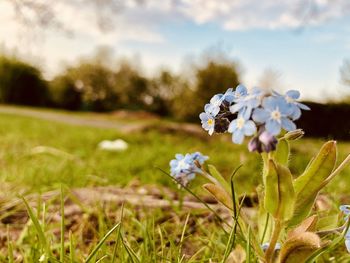 Close-up of blue flowering plant on field