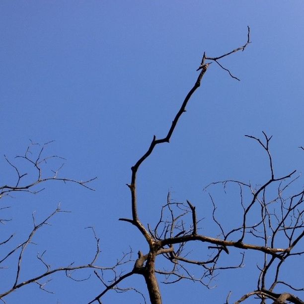 clear sky, low angle view, branch, bare tree, blue, tree, copy space, nature, tranquility, beauty in nature, outdoors, day, no people, growth, high section, twig, bird, scenics, silhouette, sky