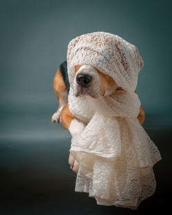 Beagle portrait with cute scarf