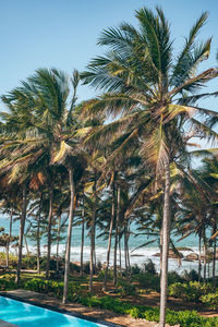 Palm trees on beach against sky