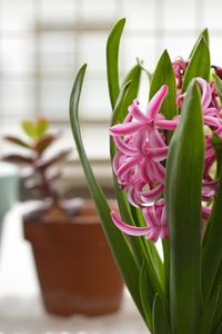 Close-up of potted plant on table