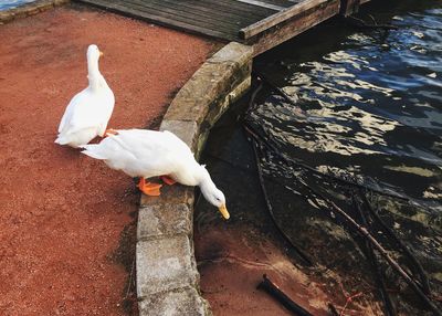 High angle view of white ducks on bridge by lake