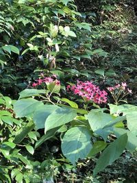 Close-up of pink flowering plant