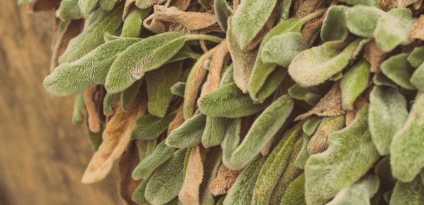 High angle view of fresh green leaves