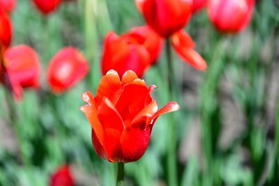 Close-up of red poppy tulip