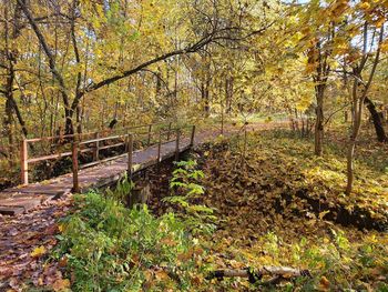 Trees in forest during autumn