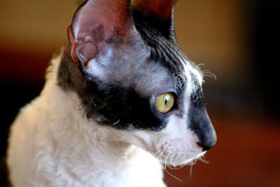 Portrait of a beautiful cornish rex cat 