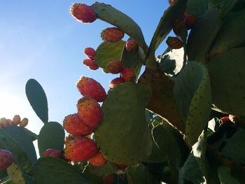 Low angle view of leaves against sky