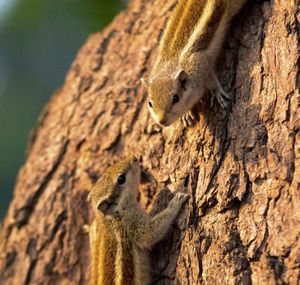 Indian squirrel