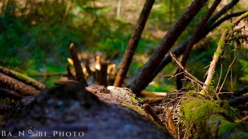 Close-up of tree trunk in forest