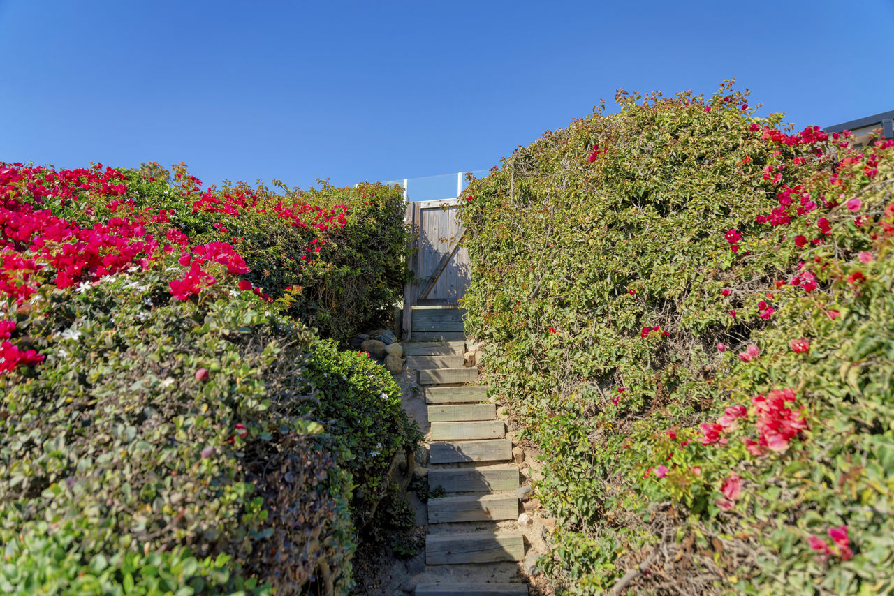 FOOTPATH AMIDST FLOWERING PLANTS AGAINST SKY