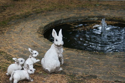 Statues of rabbit family at fountain