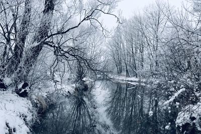 Snow covered trees in forest