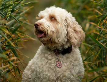 Close-up of a dog looking away