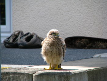 Bird on retaining wall