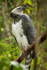 Close-up of bird perching on branch