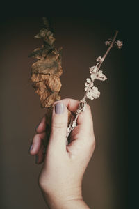 Close-up of hand holding dried plant