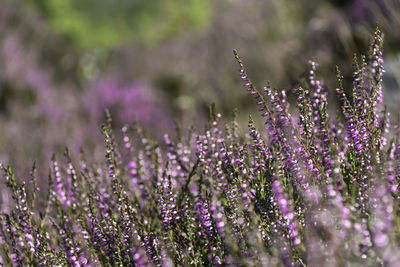 Close-up of purple flowering plants on field