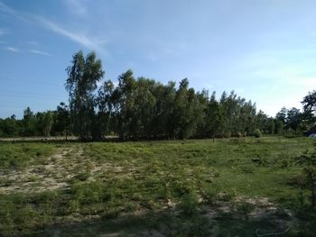 Trees on field against sky