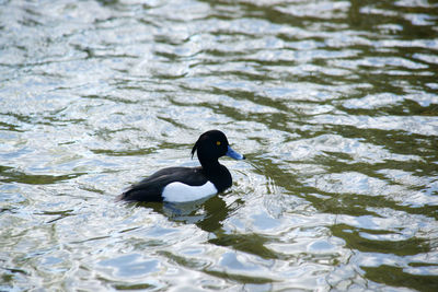 Duck swimming in a lake