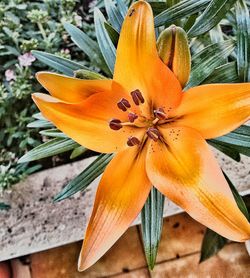 Close-up of orange flower