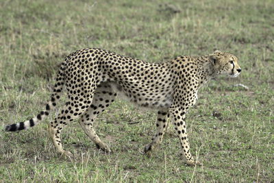 Full length of a cat walking on grass