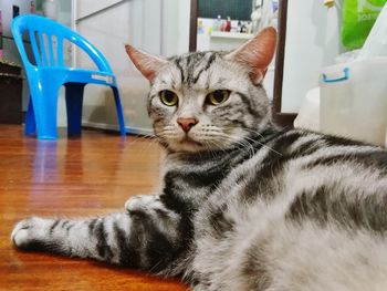 Portrait of cat relaxing on floor at home