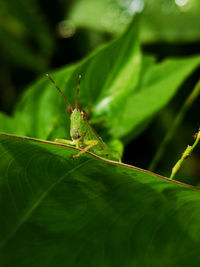 Close-up of insect on leaf