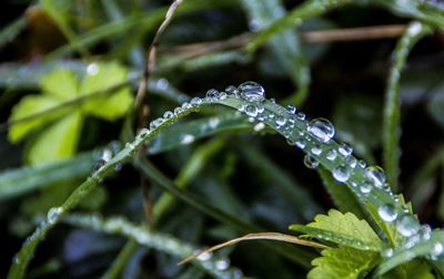 Close-up of dew drops on grass